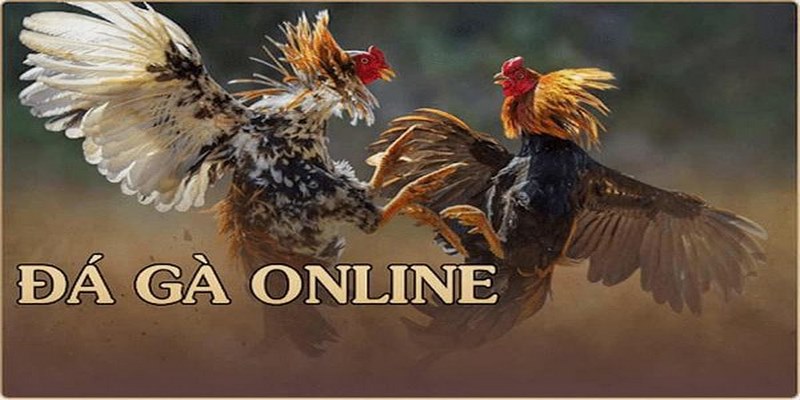 Cao thủ chia sẻ kinh nghiệm đá gà