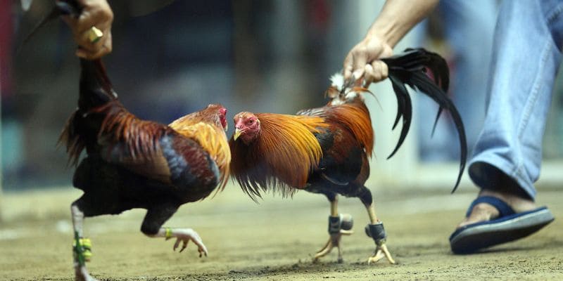 Theo dõi các trận đấu cũ đi kèm phong độ của chiến kê